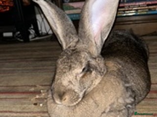 Continental Giant rabbits - Advert 7