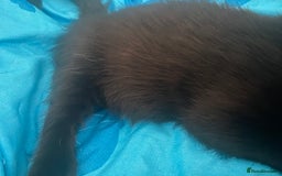 Mixed Breed cats for sale: Kittens Nottingham  - Image 16