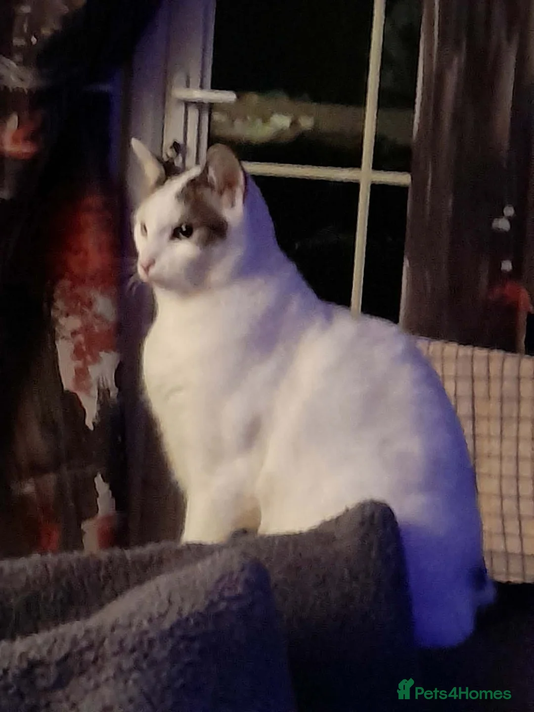 Mixed Breed cats for adoption: Beautiful Keanu and snow  - Advert 4