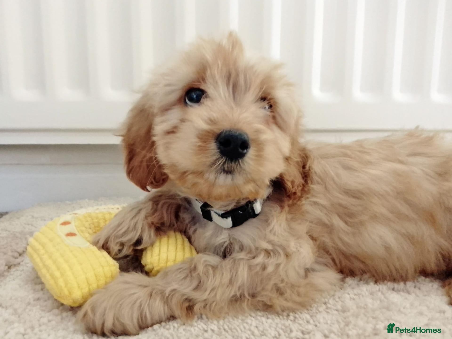 Cavapoo dogs for sale: F1 Cavapoo Puppies  - Advert 2