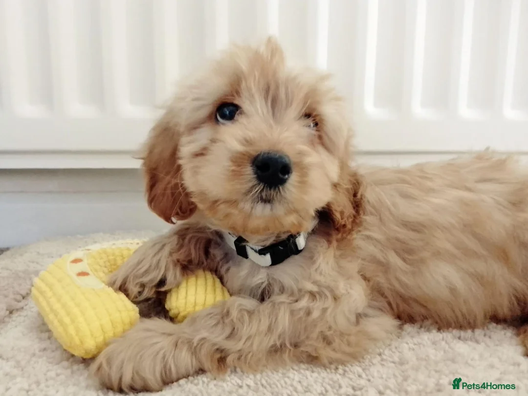 Cavapoo dogs for sale: F1 Cavapoo Puppies  - Advert 2