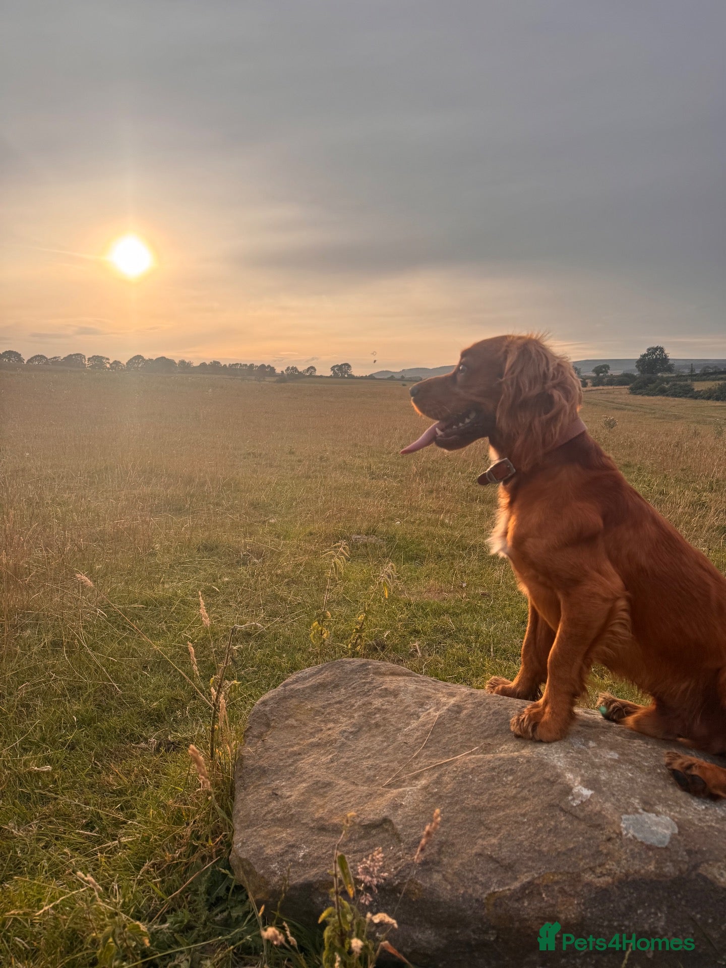 Cocker Spaniel dogs Stud dog proven - Advert 1