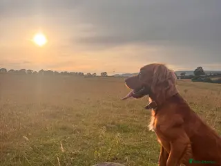 Cocker Spaniel dogs Stud dog proven - Advert 1