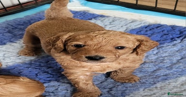 Labradoodle dogs - Advert 8