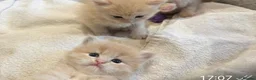 Ragcoon cats for sale: Rare Ragacoon Ragdoll x Maine Coon  - Advert 3
