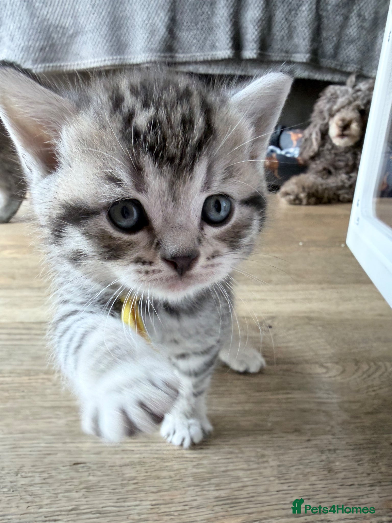 British Shorthair cats for sale: Exceptional British Shorthair kittens 🩷 - Advert 19