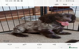 Cocker Spaniel dogs for sale: ‼️new updated photos‼️Stunning cocker spaniel Pups - Image 15