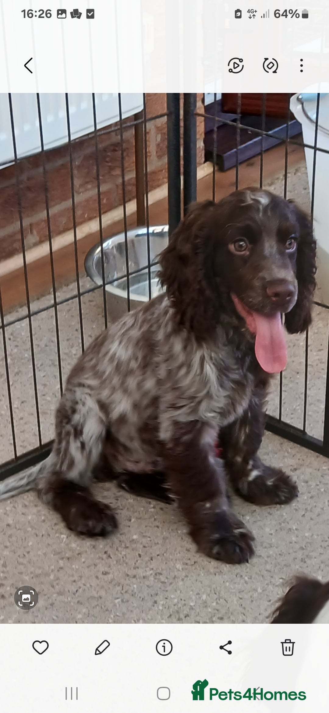 Cocker Spaniel dogs for sale: ‼️new updated photos‼️Stunning cocker spaniel Pups - Image 15