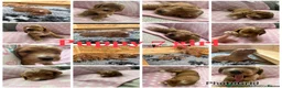 Cockapoo dogs for sale: Extensively Health Tested Parents! Beautiful! - Advert 5
