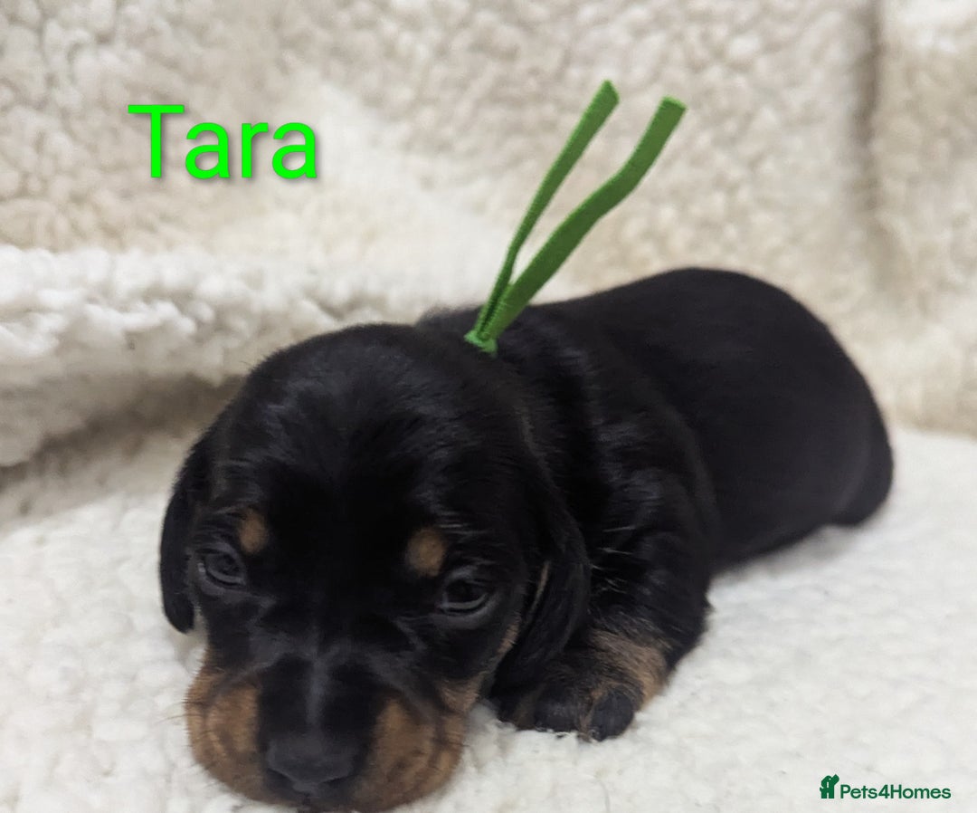 Miniature Dachshund dogs for sale: Miniature Smooth Dachshund Puppies - Image 5