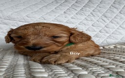 Cavapoo dogs for sale: Beautiful Red F1b Cavapoo Puppies - Advert 20