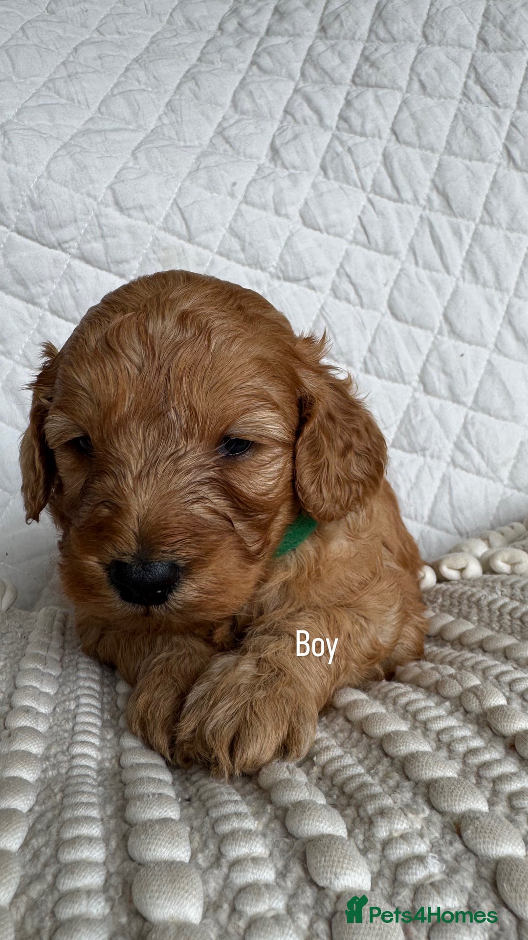 Cavapoo dogs for sale: Beautiful Red F1b Cavapoo Puppies - Advert 20