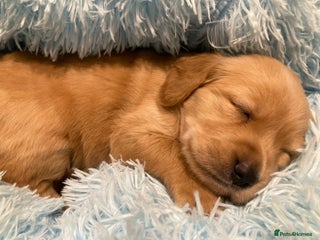 Golden Retriever dogs KC Registered Golden Retriever Puppies - Advert 1