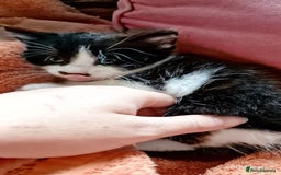 Domestic Shorthair cats for sale: Sweet Kittens *ready now* - Image 11