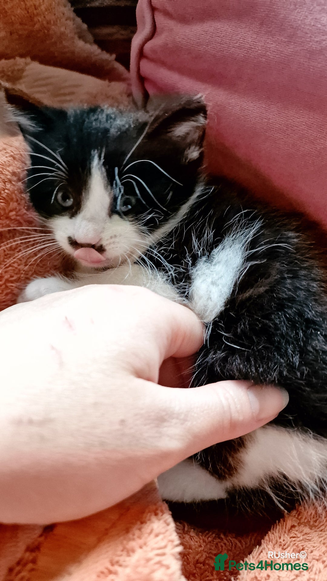 Domestic Shorthair cats for sale: Sweet Kittens *ready now* - Image 11