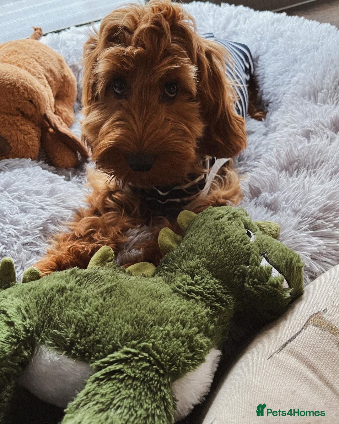 Cockapoo dogs for sale: Barney Friendly Young Cockapoo - Advert 4