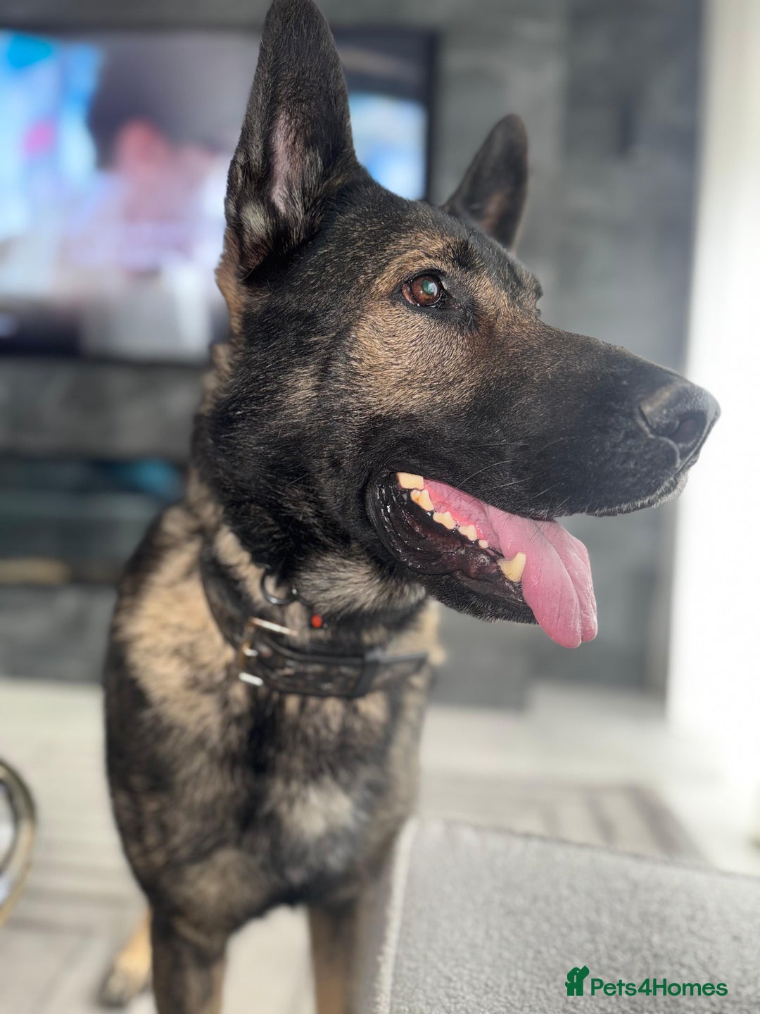 German Shepherd dogs for sale: Tyshunde memphis - Advert 6