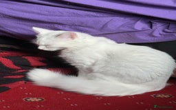 Maine Coon cats for sale: British long hair x mainecoone  - Image 2