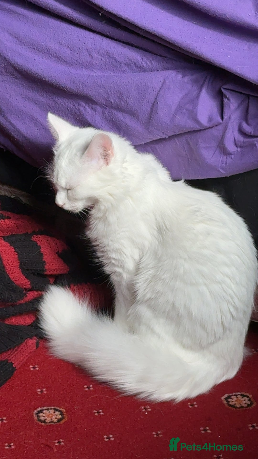 Maine Coon cats for sale: British long hair x mainecoone  - Image 2
