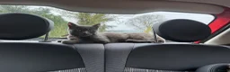 Mixed Breed cats for sale: Kittens for sale  - Advert 6