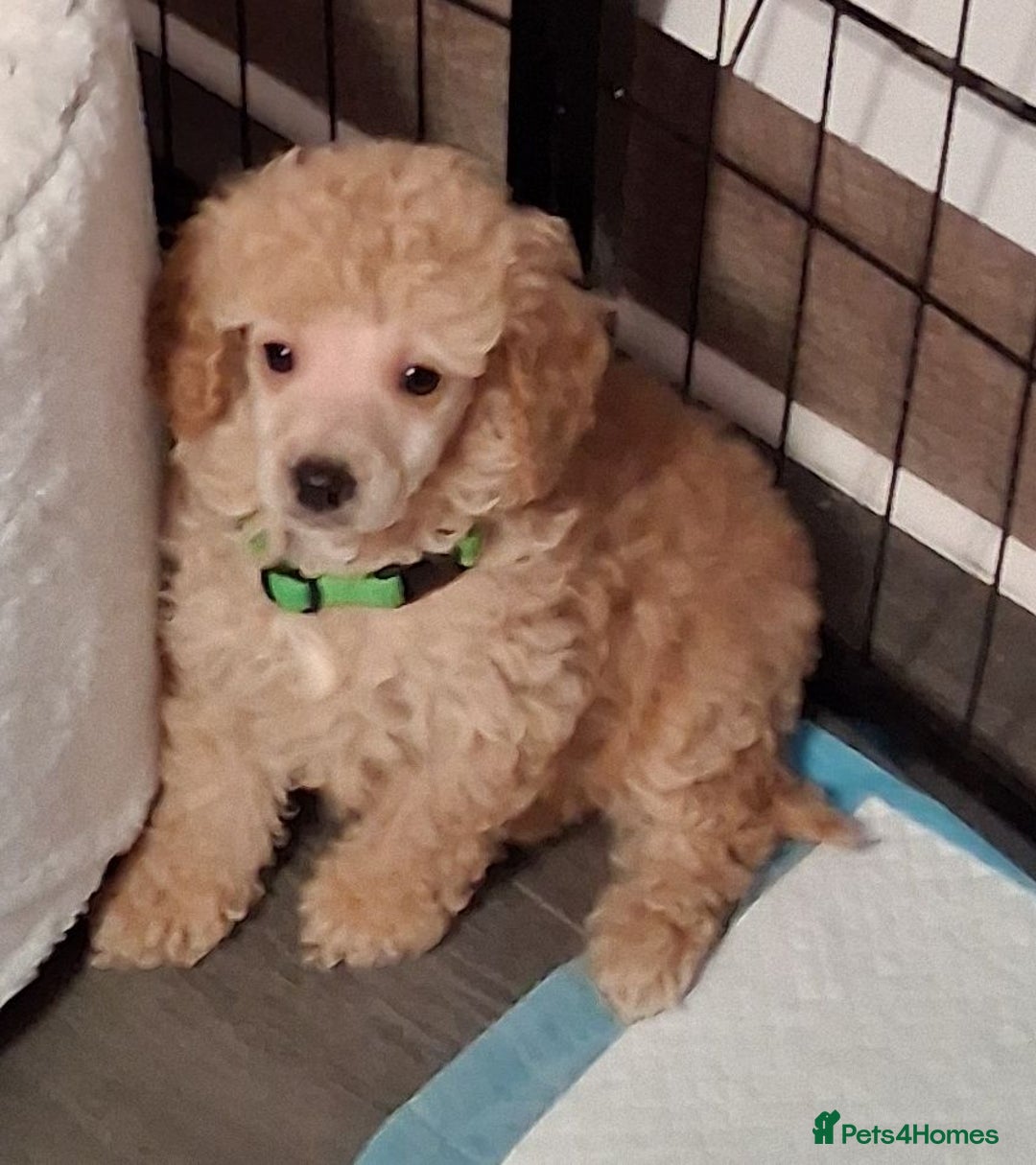 Mixed Breed dogs for sale: lovely poodle pups - Advert 2
