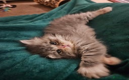 Persian cats for sale: Stuning Persian Girl - Image 10