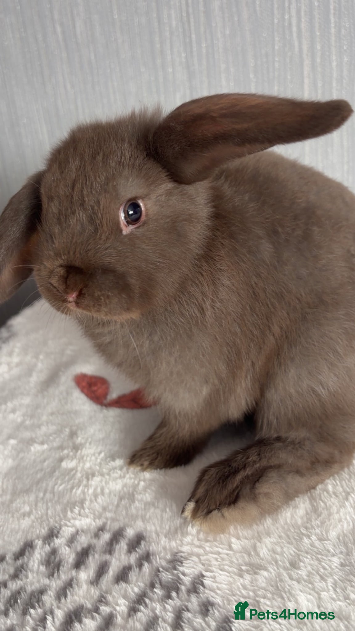 Mini Lop rabbits Chocolate mini lop buck ready now‼️ - Advert 2