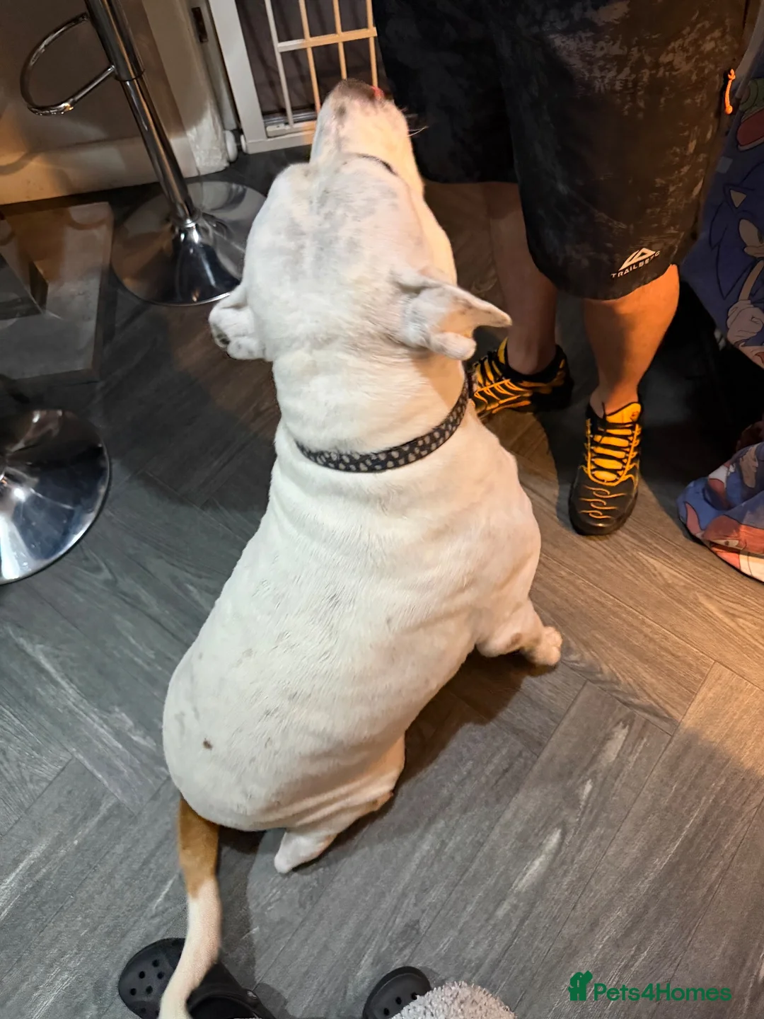 Mixed Breed dogs for sale: American bulldog / Staffordshire bull terrier in Rochdale - Advert 6