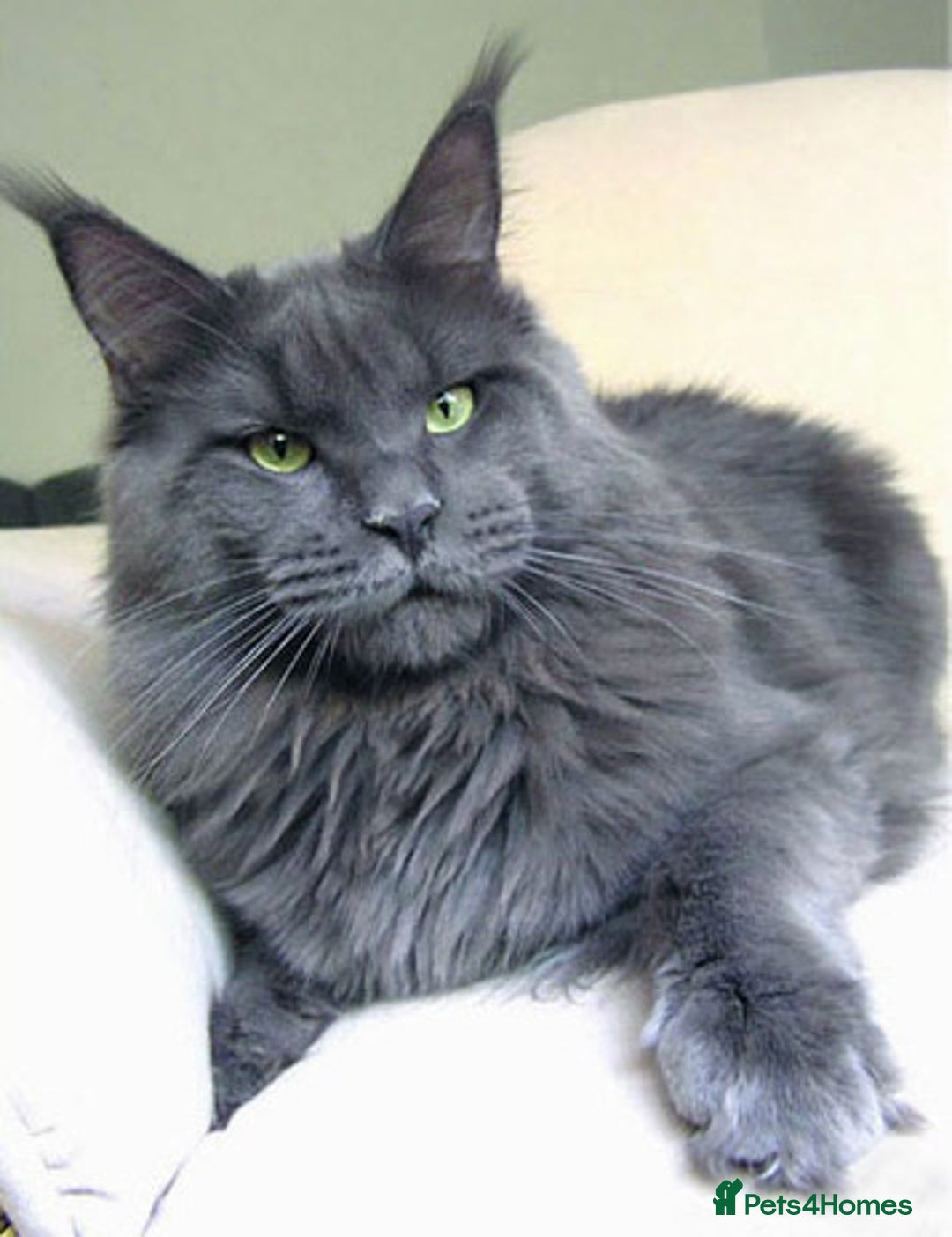 Maine Coon cats for sale: TICA PEDIGREE Maine Coon Babies  - Advert 3