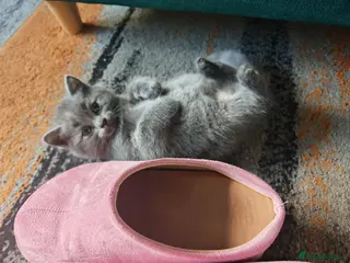 British Shorthair cats 4 adorable British Shorthair female kittens 🐾 - Advert 5