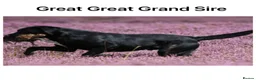 Labrador Retriever dogs for sale: *READY NOW* Stunning KC girls, tested&many FTCH/Ws - Advert 35