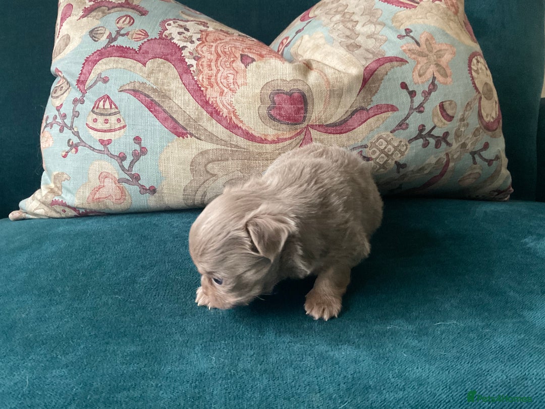 Chihuahua dogs for sale: Beautiful chihuahua puppies  - Advert 13