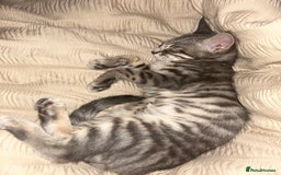 Bengal cats for sale: Tabby/bengal kitten - Image 2
