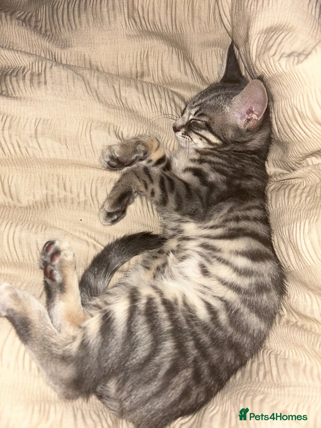 Bengal cats for sale: Tabby/bengal kitten - Image 2