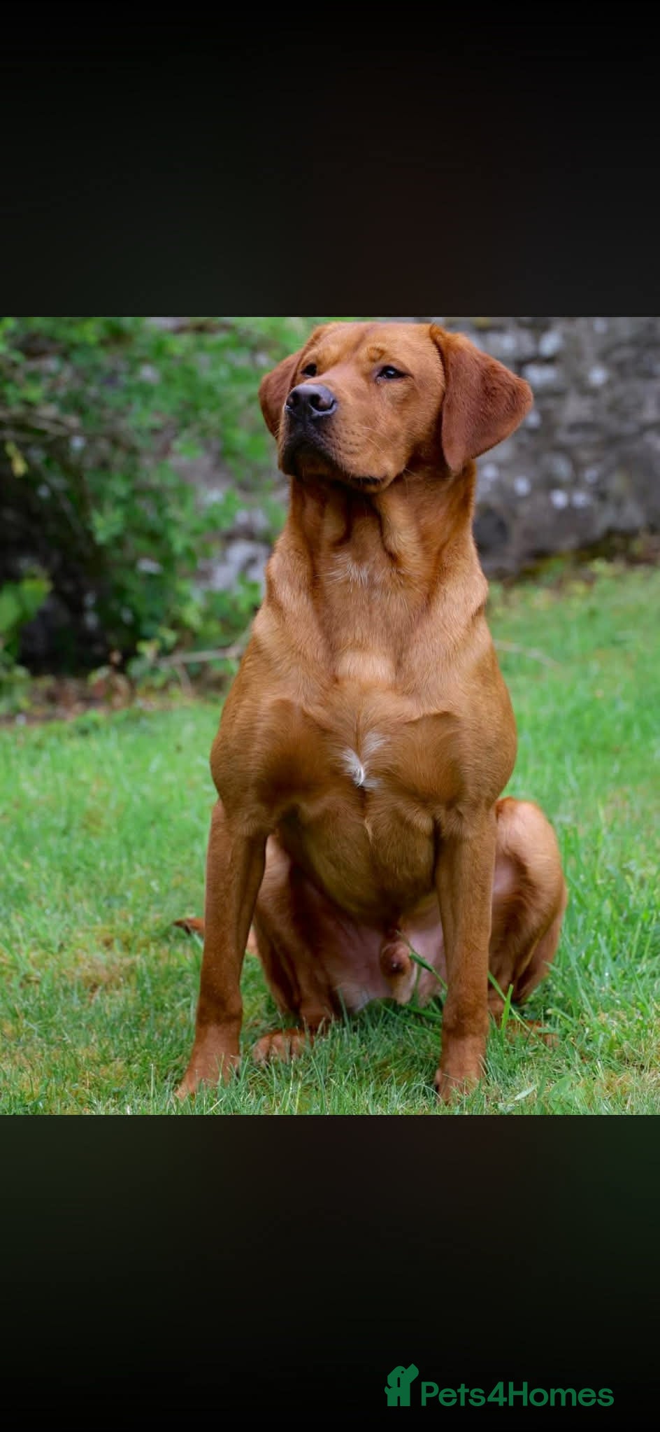 Labrador Retriever dogs KC Registered Fox Red Labrador Puppies  - Advert 3