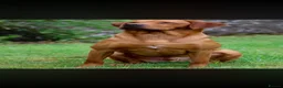 Labrador Retriever dogs for sale: KC Registered Fox Red Labrador Puppies  - Advert 1