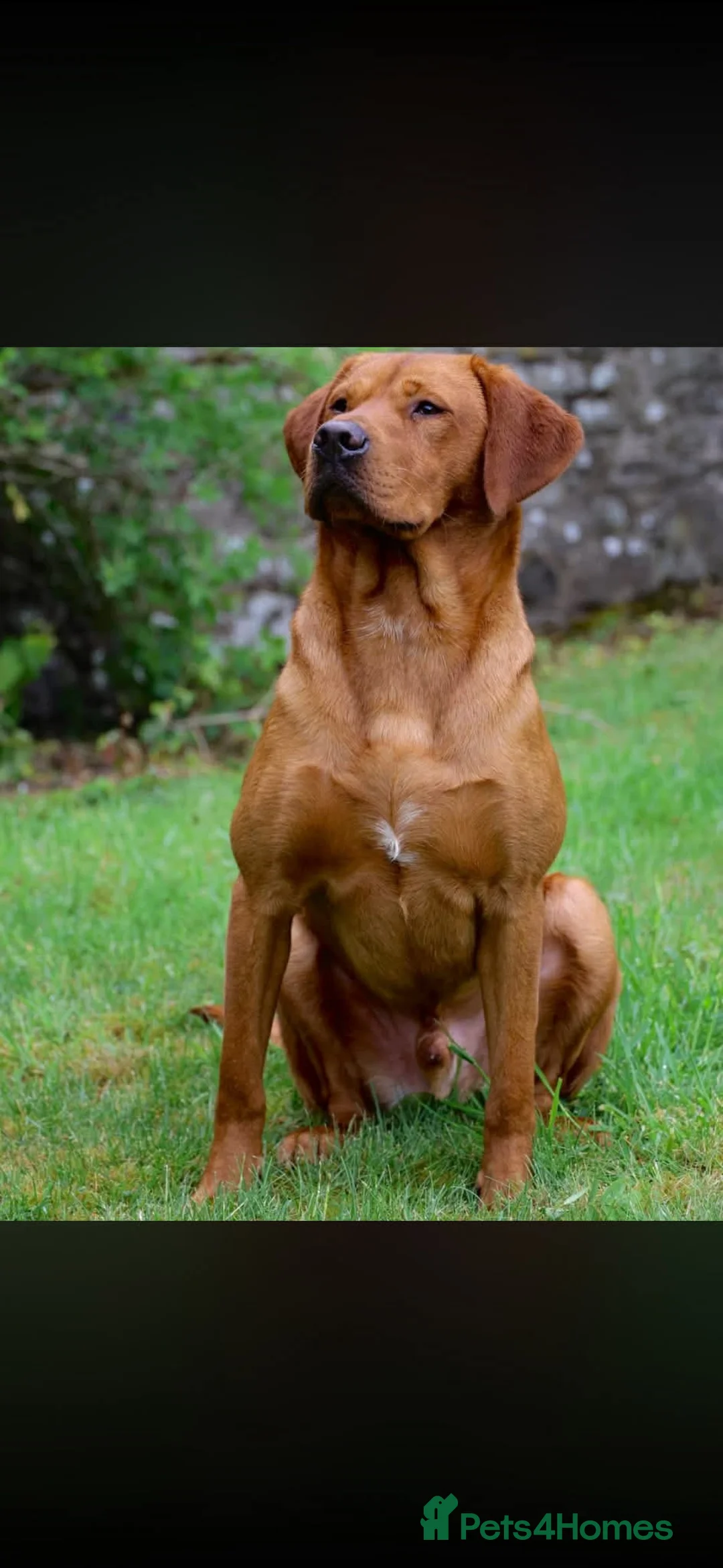 Labrador Retriever dogs for sale: KC Registered Fox Red Labrador Puppies  - Advert 1