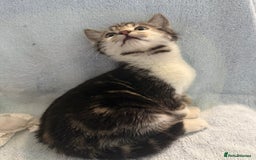 Mixed Breed cats for sale: British Short Hair X Grey and Tabby kittens - Image 8