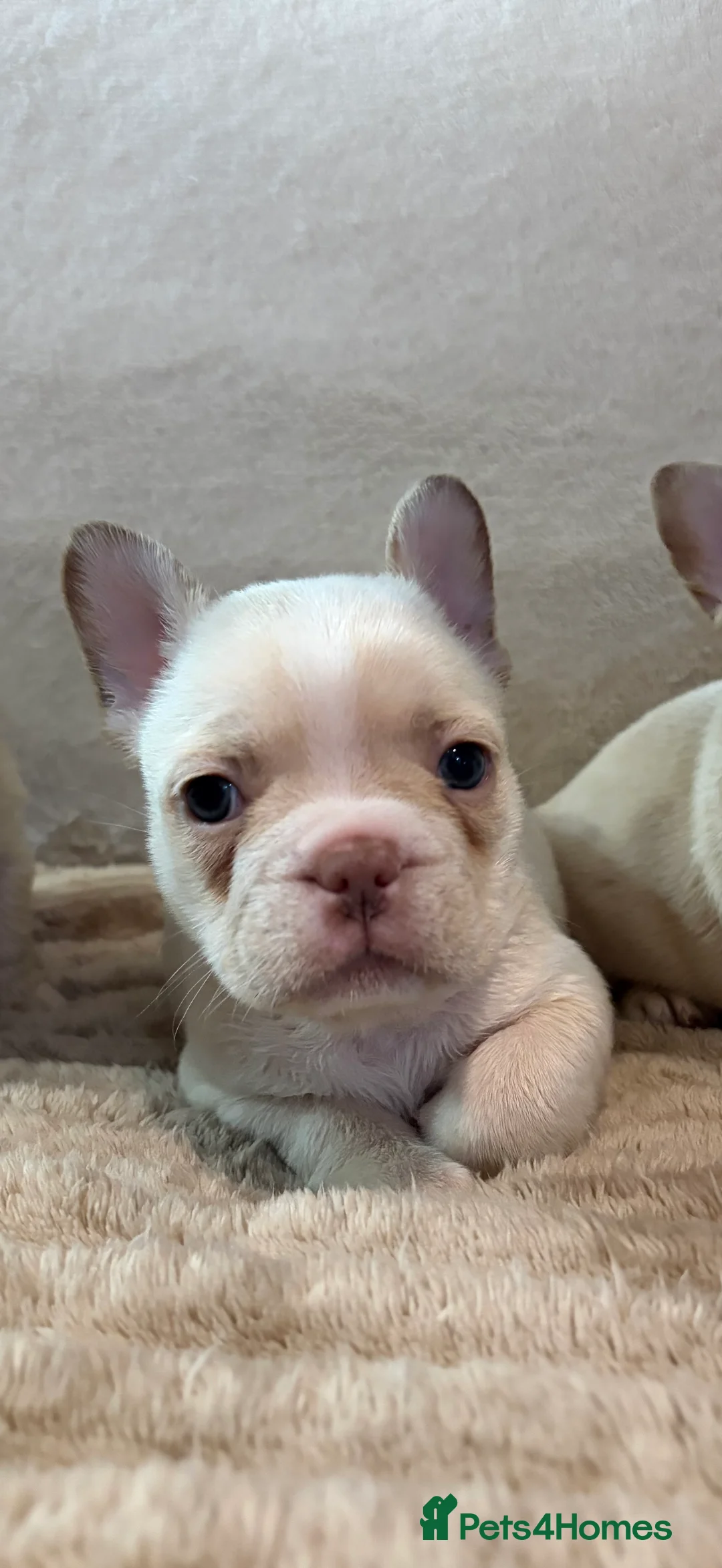 French Bulldog dogs for sale: French bulldog puppy’s  - Advert 3
