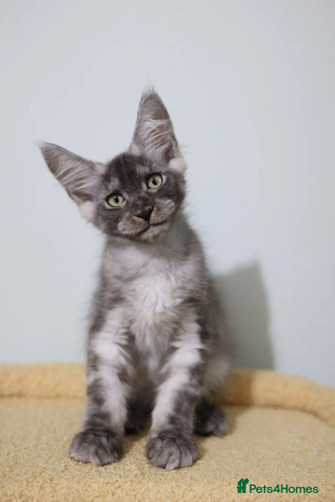 Maine Coon cats for sale: Maine Coons ready now - Advert 1
