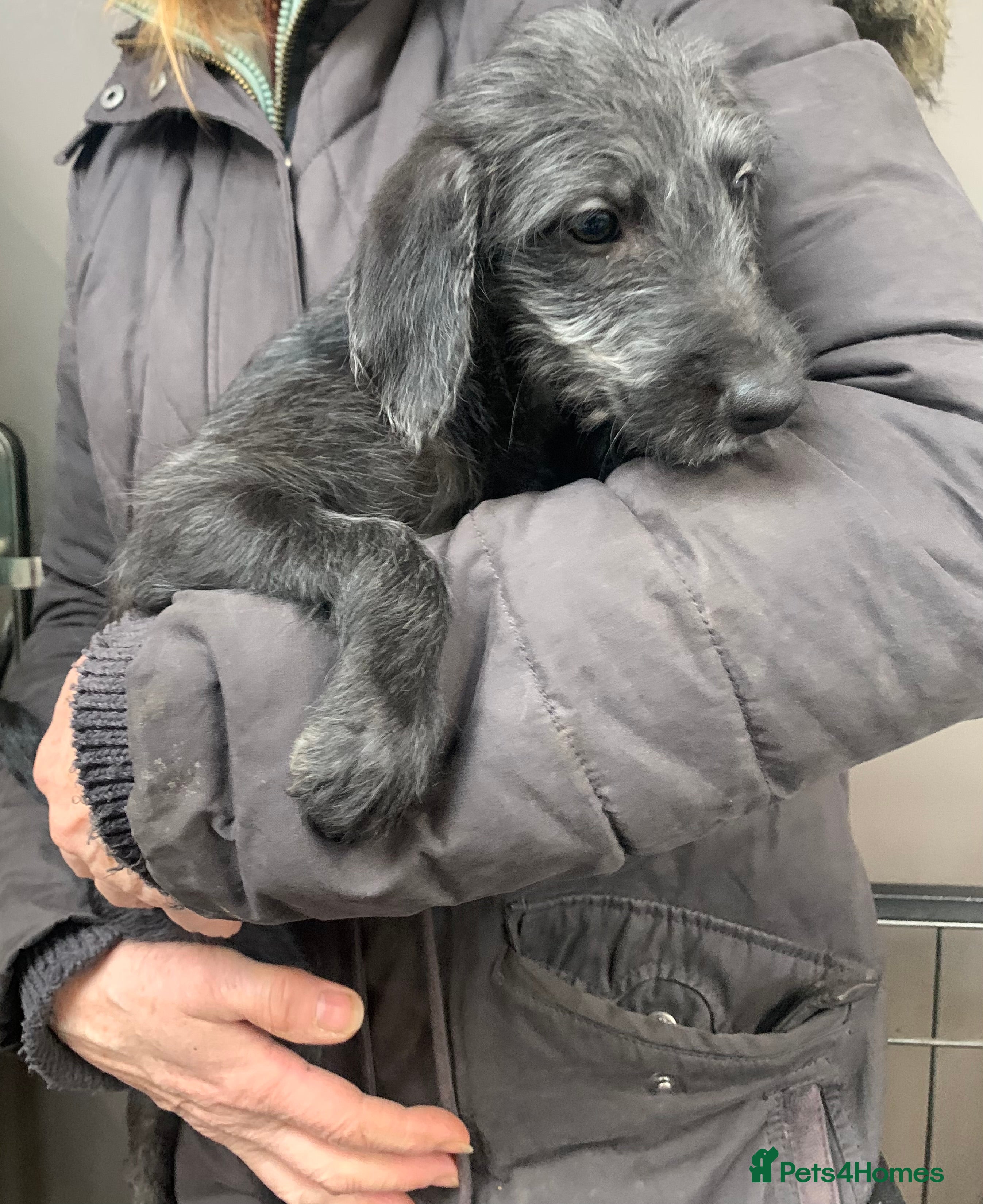 Bedlington Terrier dogs Fantastic F1 Bedlington x Whippet Puppies - Advert 8