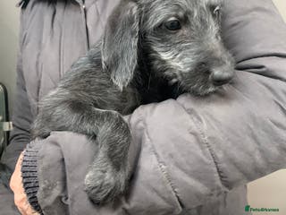 Bedlington Terrier dogs Fantastic F1 Bedlington x Whippet Puppies - Advert 8