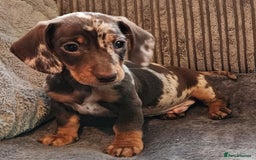 Dachshund dogs for sale: Miniature Dachshund puppy's for sale - Image 5