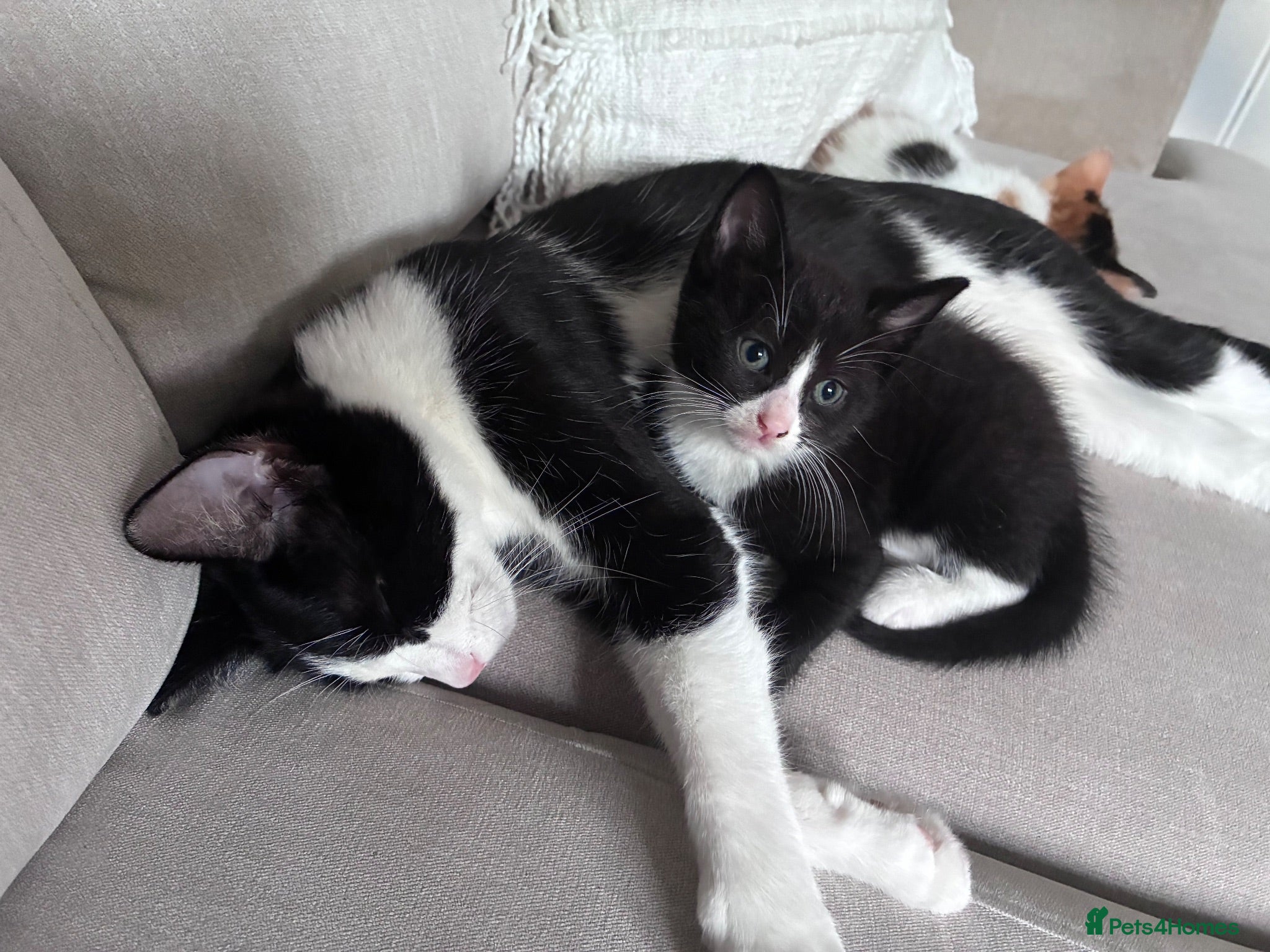 Mixed Breed cats Beautiful kittens for sale - Advert 1