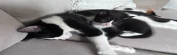 Mixed Breed cats for sale: Beautiful kittens for sale in Horsham - Advert 1
