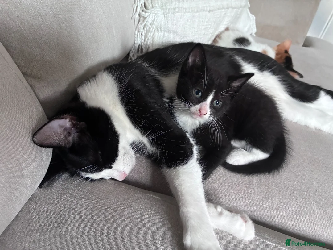 Mixed Breed cats for sale: Beautiful kittens for sale in Horsham - Advert 1