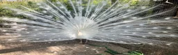 Peafowl poultry for sale: Stunning white male - Advert 3