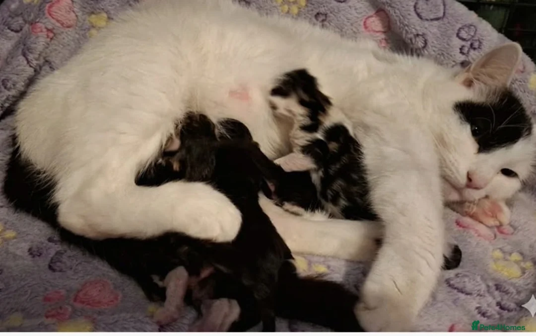 Mixed Breed cats for sale: Cookies kittens  - Advert 1