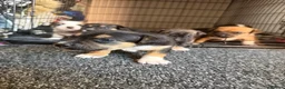 Staffordshire Bull Terrier dogs for sale: Staffy pups  - Advert 6