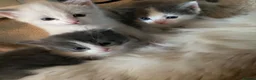 Ragdoll cats for sale: Ragdoll Cross Kittens Looking for Forever Home - Advert 5